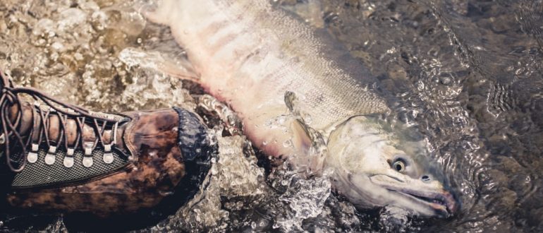 Alaska Sport Fishing